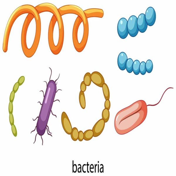 فوائد البكتيريا النافعة