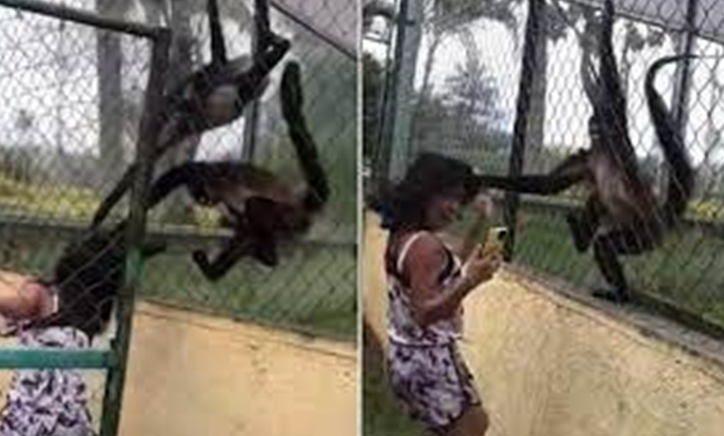 بالفيديو وفاة البنت اللي سحبها القرد